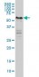 YY1 Antibody (clone 4D2)